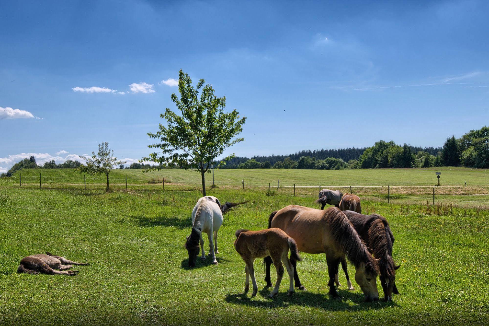Landgasthof Zum Schwanen Hornberg Kültér fotó